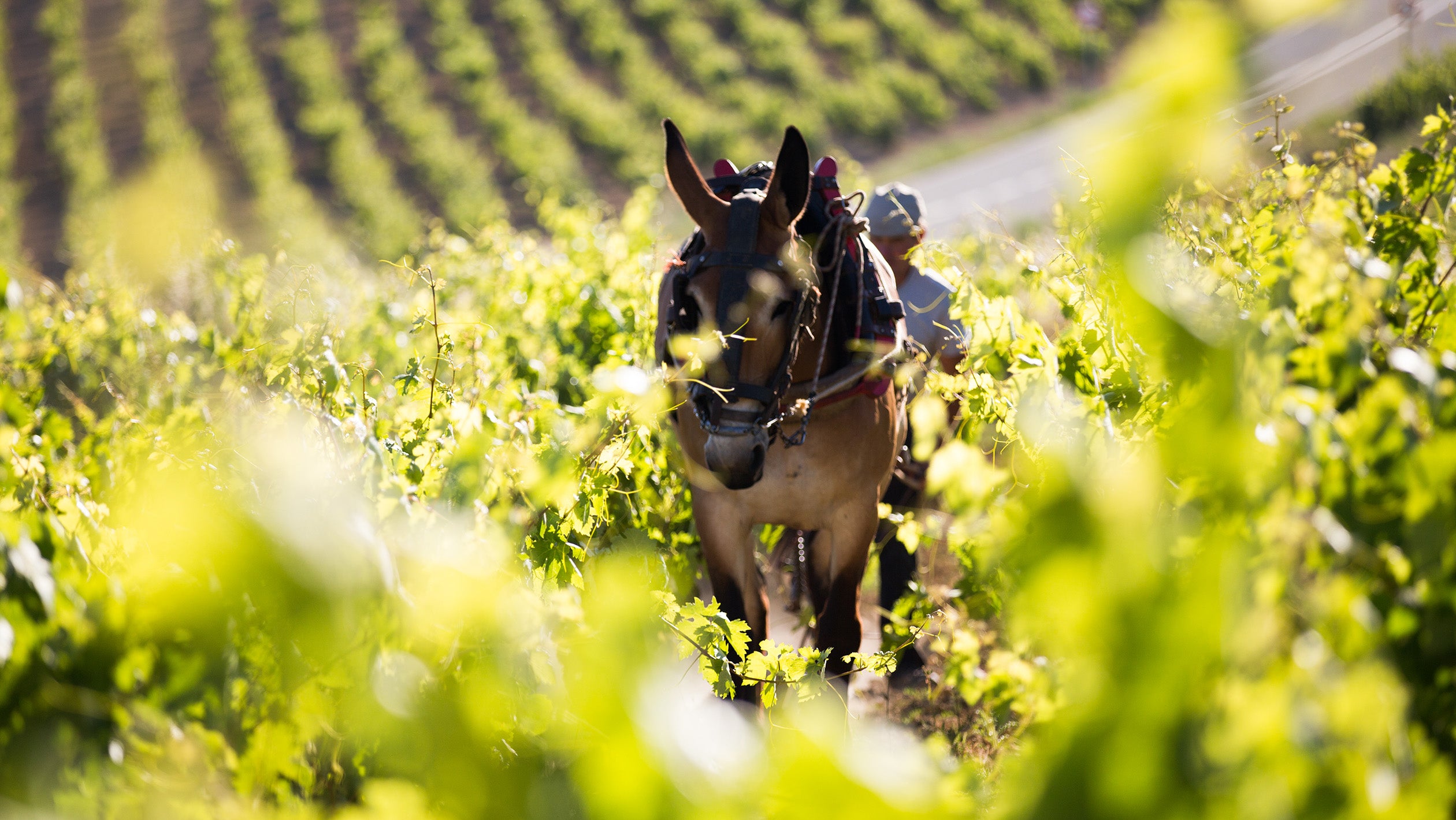 Rules of Rioja – Learn About Wine